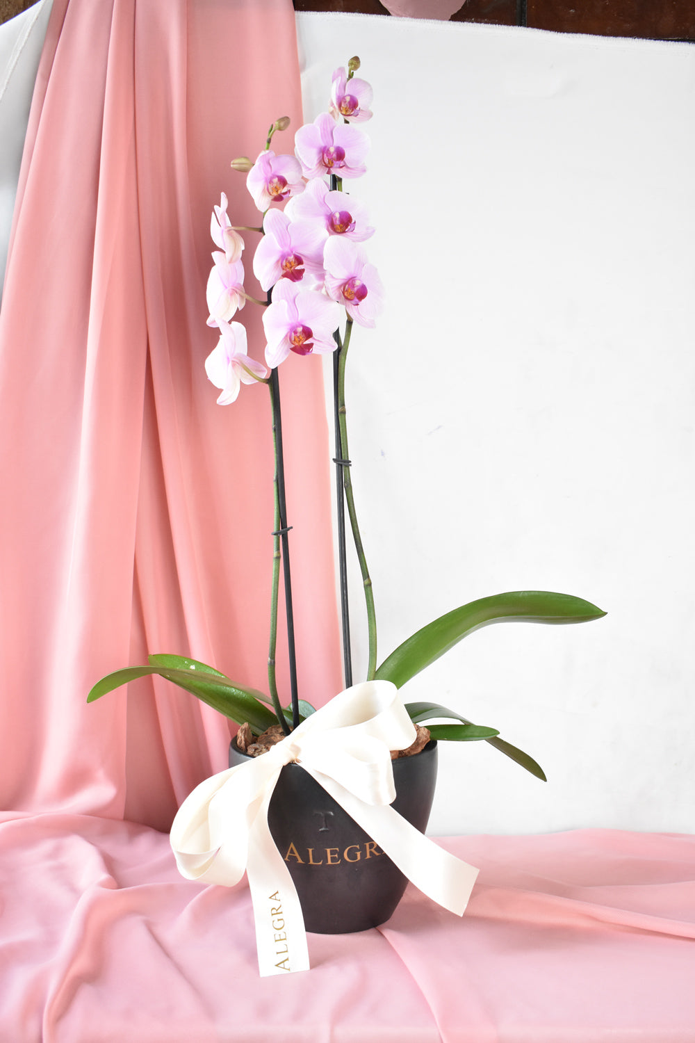 Orquídea Lila Sencilla