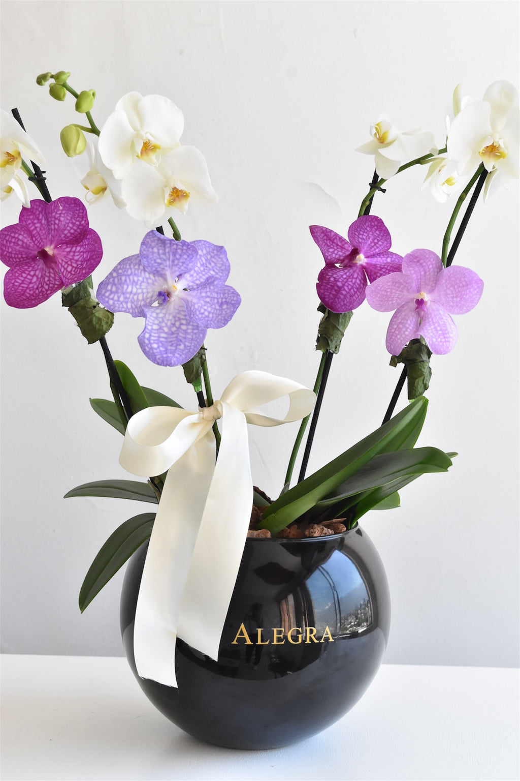 Orchid Garden