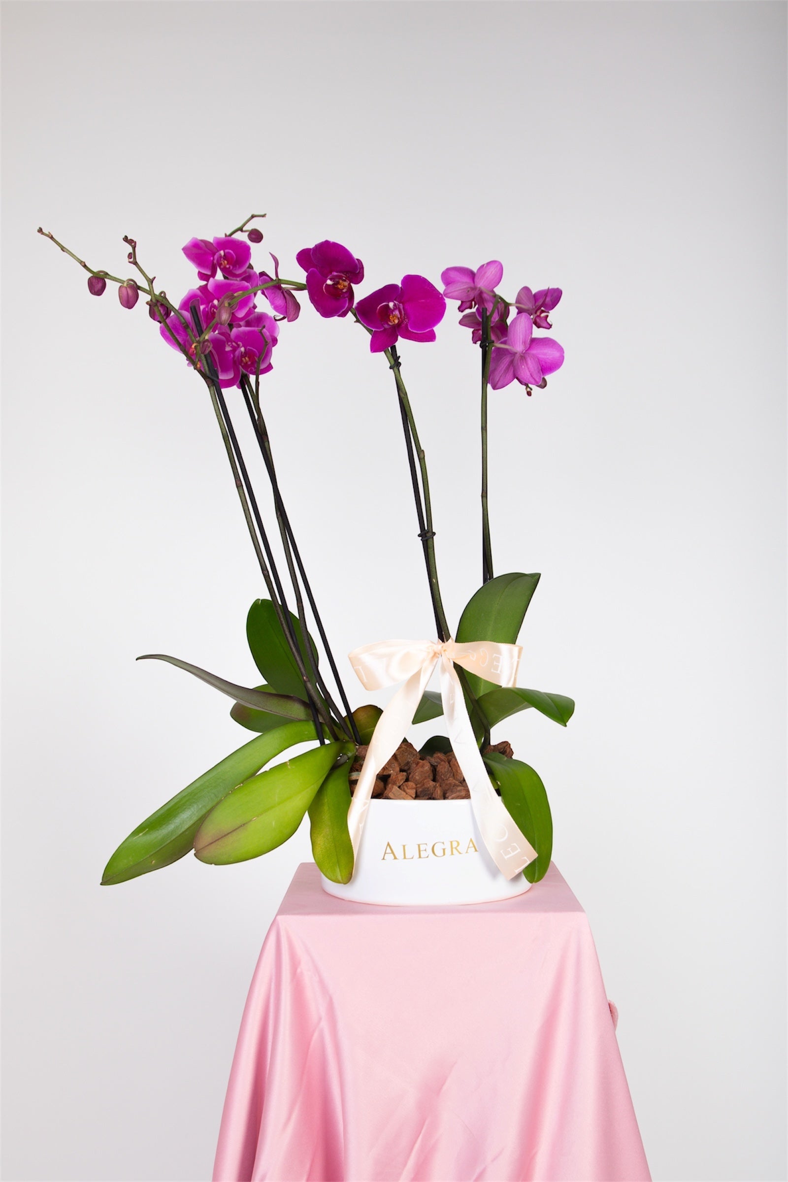 Orquídeas para mamá
