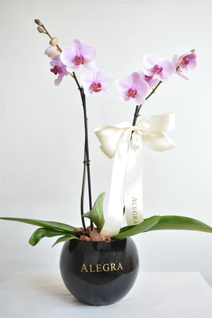 Orquídea Lila Sencilla